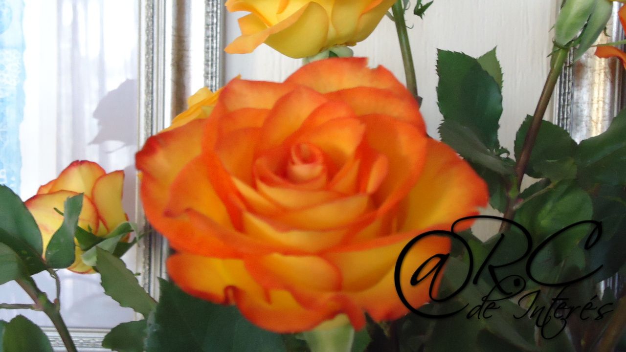 una rosa - María Asturias - 28-05-2013