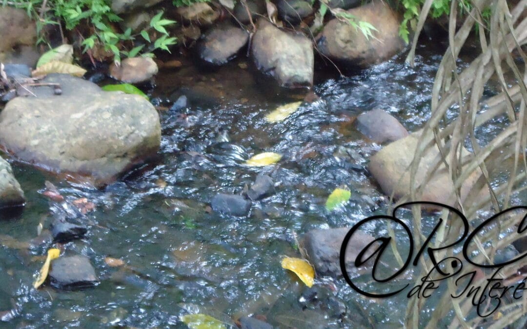 Como el agua, va nuestra vida; Sueña