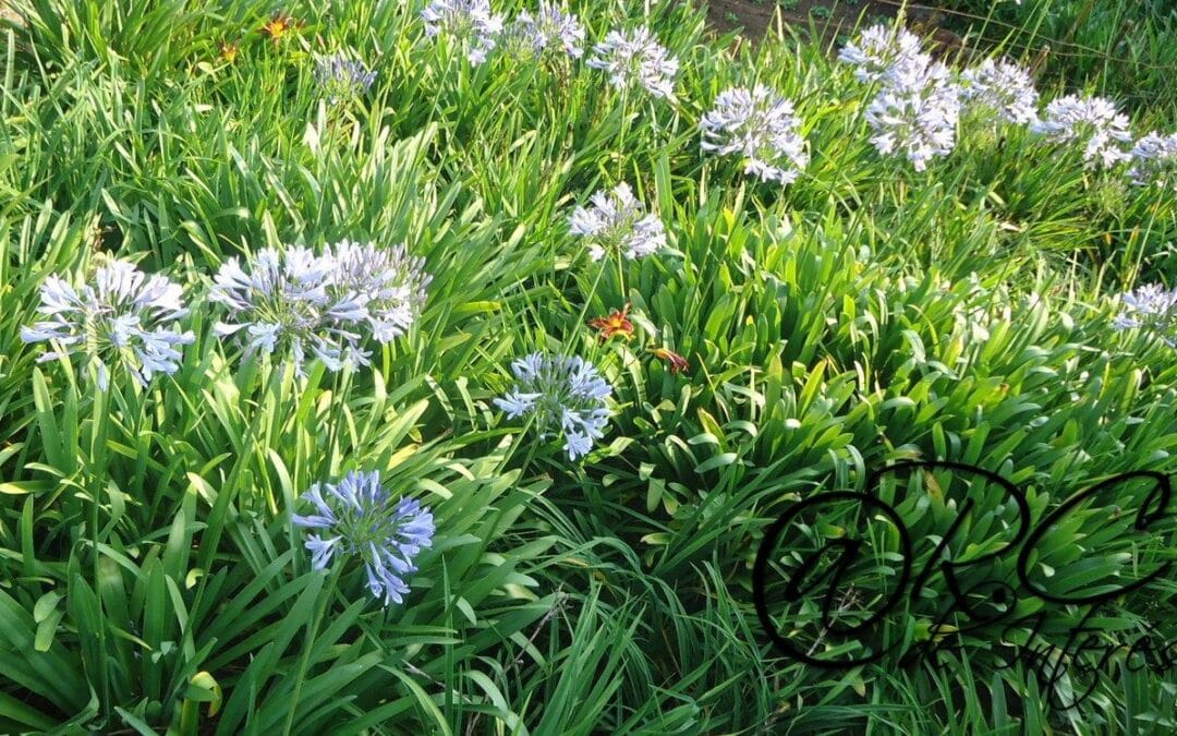 LA SUTILEZA DE LAS FLORES – VIVIR DESPIERTOS!