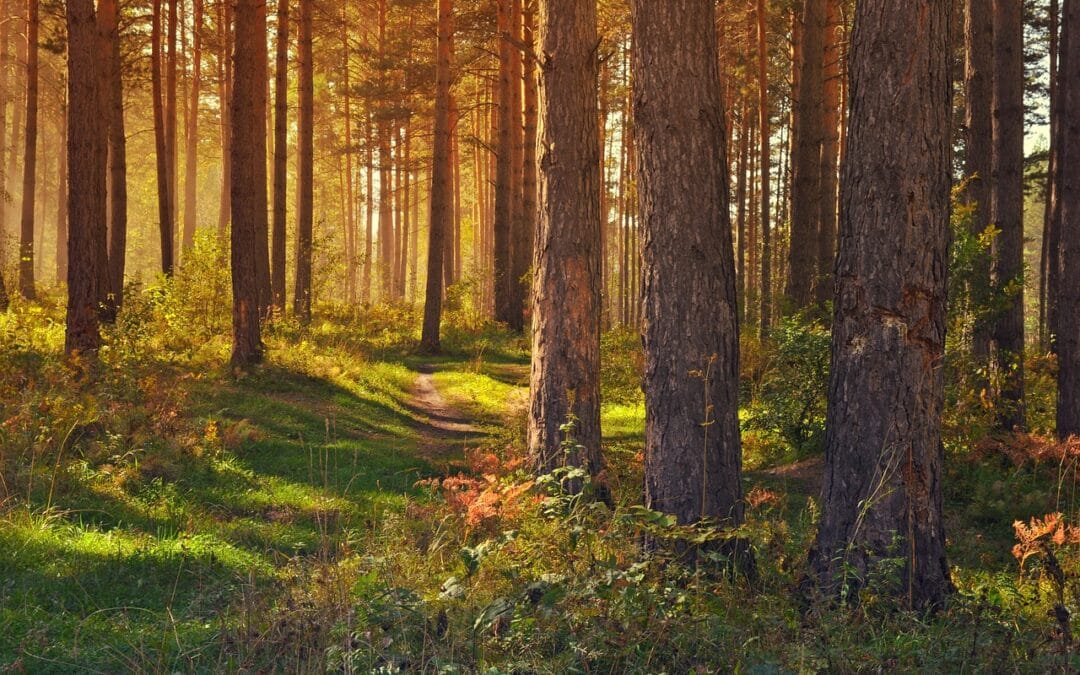 Cuidar los Bosques, de forma sostenible