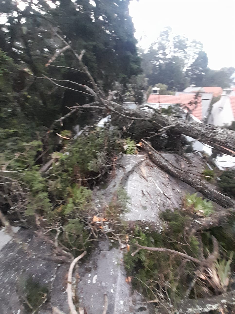 arboles muy antiguos tambien pueden causar destrozos, imagen solo de intereses, no se permite copiar, licencia reservada completamente