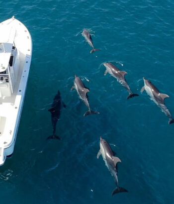 conversacionesentredelfines para expertos solodeinteres